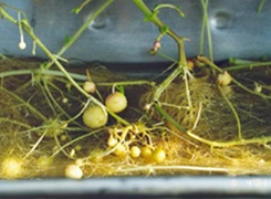 Фото проращивания картофеля в Садовом центре Пятница, Нижний Тагил